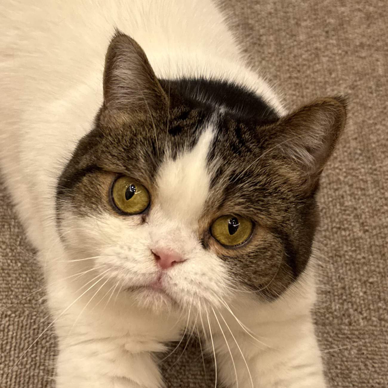 さくらこ